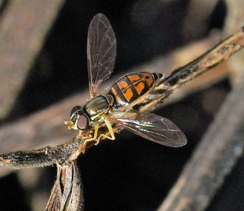 Unknown species found near North Oaks, Austin, TX 78753, USA