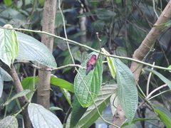 Microchera albocoronata