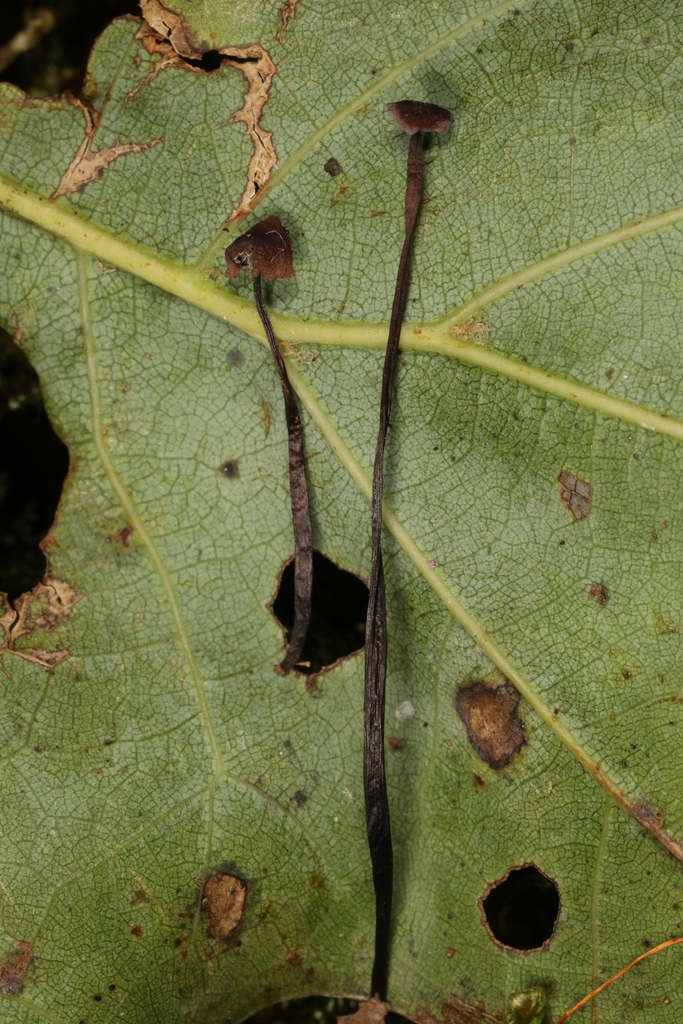 Gymnopus sp. 'androsaceus-NY01'