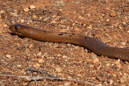 Strap-Snouted Brown Snake sighting