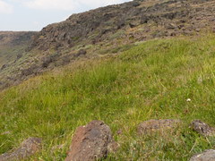 Carex heteroneura