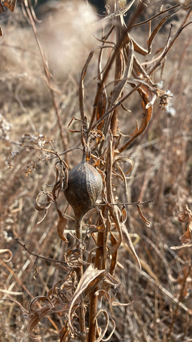 Unknown species found near Ti Haul Trail, Shelburne, VT, US