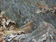 Turdus naumanni