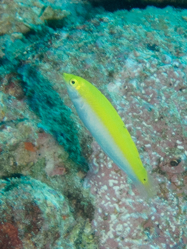Canarytop wrasse (Halichoeres leucoxanthus)