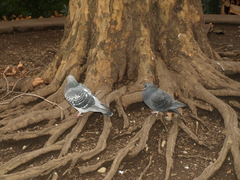 Columba livia domestica