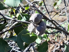 Hakea petiolaris