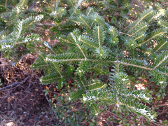 Abies koreana