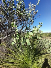 Hakea petiolaris