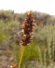 Carex hoodii