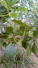 Auranticarpa rhombifolia