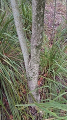 Auranticarpa rhombifolia