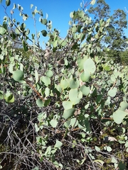 Hakea petiolaris