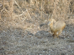 Hydropotes inermis argyropus