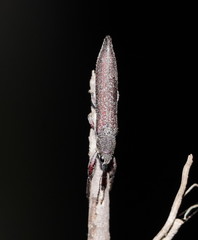 Rhinotia phoenicoptera