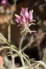 Cordylanthus kingii helleri