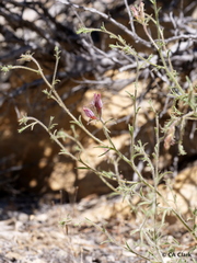 Cordylanthus kingii helleri