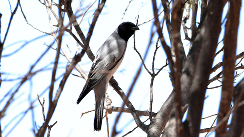 Black-faced Cuckooshrike