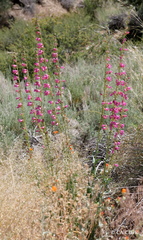 Penstemon floridus floridus