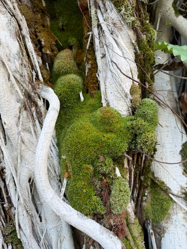 Octoblepharum albidum observed 2025-11-25