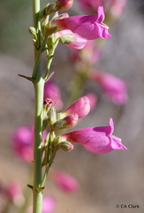 Penstemon floridus floridus