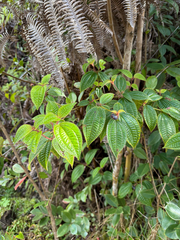 Clidemia hirta, recorded fruiting
