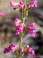 Penstemon floridus floridus