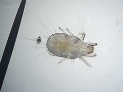 Tyrophagus