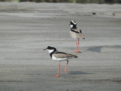 Pied Plover photo 5