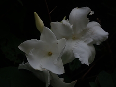 Mandevilla laxa