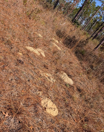 Southeastern Pocket Gopher