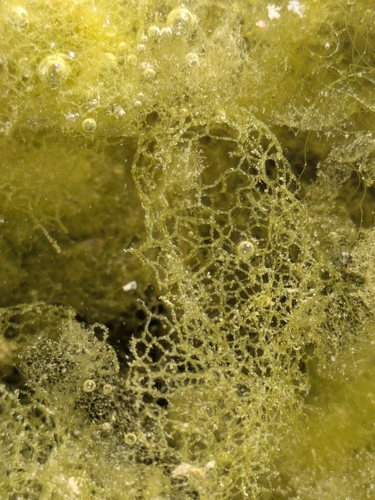 Water Net (Hydrodictyon reticulatum)