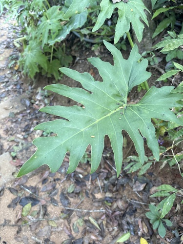 Philodendron dressleri, photograph 1