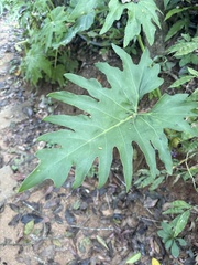 Philodendron dressleri