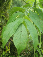 Sambucus peruviana