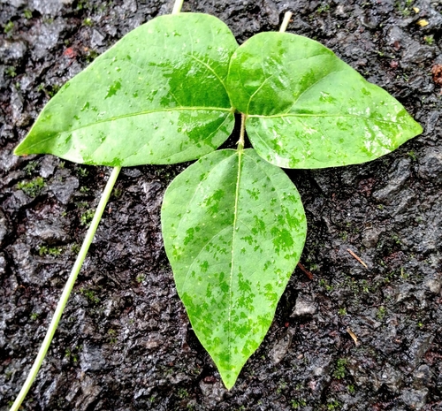 Sigmoidotropis speciosa