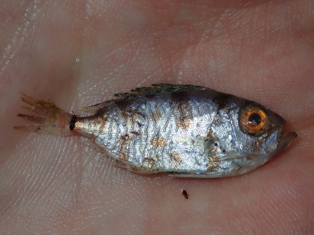 Red bigeye
