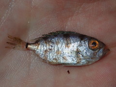 Priacanthus macracanthus