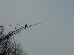 Haliaeetus albicilla