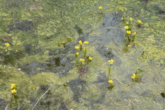 Ranunculus flabellaris