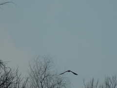 Haliaeetus albicilla