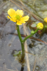 Ranunculus flabellaris