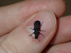 Dendropemon subfasciatus