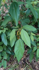 Mallotus philippensis