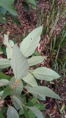 Mallotus philippensis