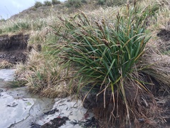 Carex trifida
