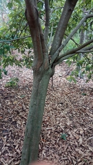 Mallotus philippensis