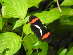 Heliconius melpomene rosina