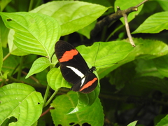 Heliconius melpomene rosina