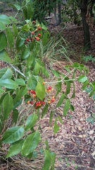Micromelum minutum