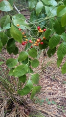 Micromelum minutum